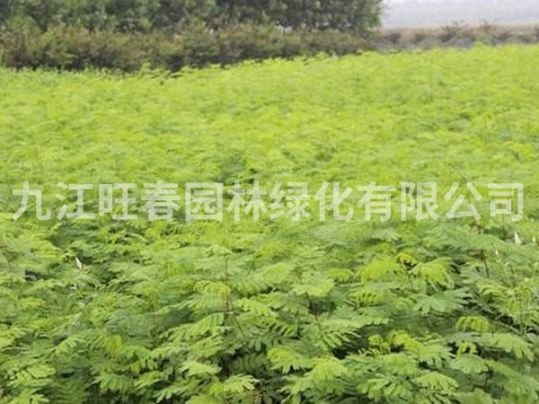 讓苗木生根的幾種方法？